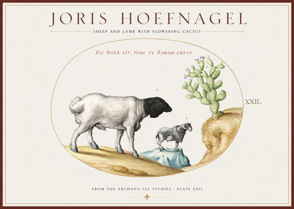 Joris Hoefnagel Sheep and Lamb with Flowering Cactus No1 - Plakát