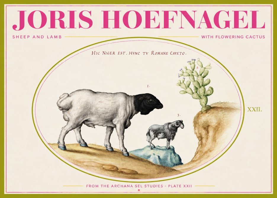 Joris Hoefnagel Sheep and Lamb with Flowering Cactus No2 - Plakát