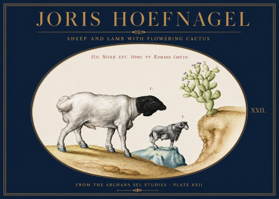 Joris Hoefnagel Sheep and Lamb with Flowering Cactus No3 - Plakát