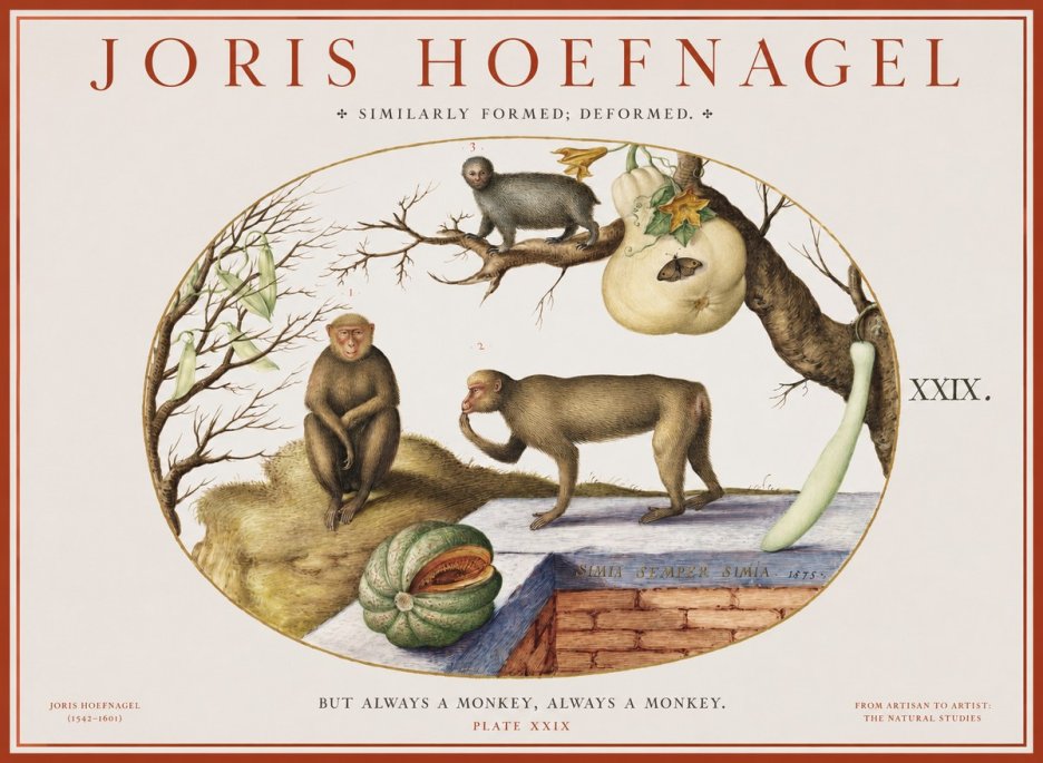 Joris Hoefnagel But Always a Monkey, Always a Monkey. Plate Xxix No1 - Plakát