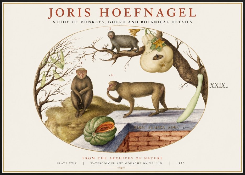 Joris Hoefnagel But Always a Monkey, Always a Monkey. Plate Xxix No2 - Plakát
