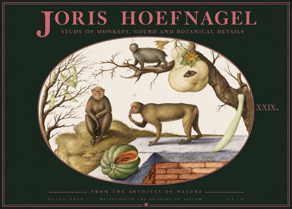 Joris Hoefnagel But Always a Monkey, Always a Monkey. Plate Xxix No3 - Plakát