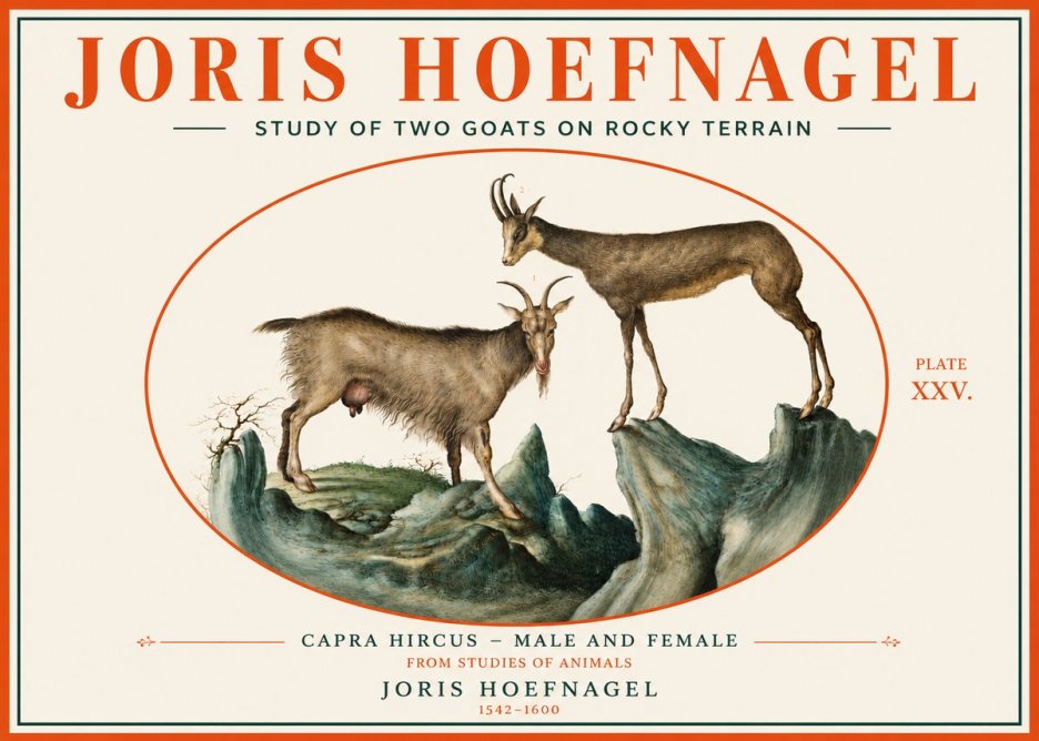 Joris Hoefnagel Study of Two Goats on Rocky Terrain No3 - Plakát
