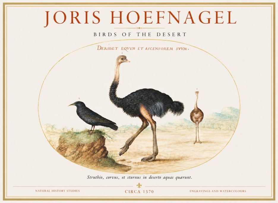 Joris Hoefnagel Birds of the Desert No1 - Plakát