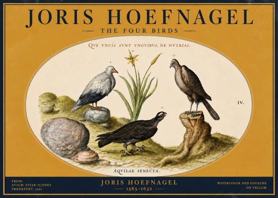 Joris Hoefnagel The Four Birds No4 - Plakát