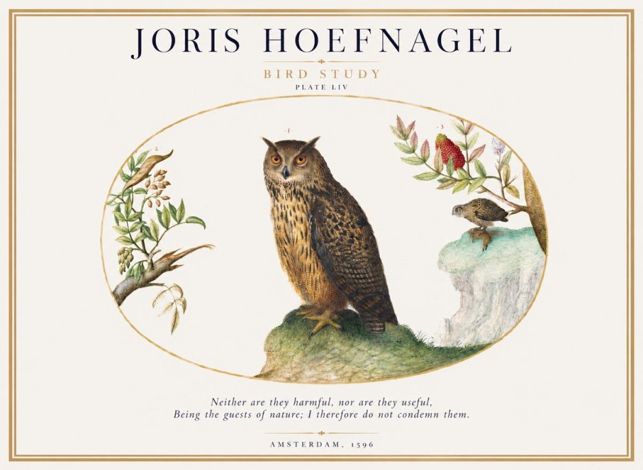 Joris Hoefnagel Bird Study Plate Liv No1 - Plakát