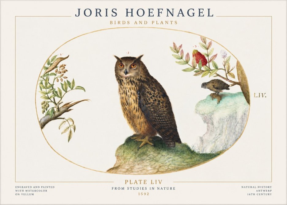 Joris Hoefnagel Bird Study Plate Liv No2 - Plakát