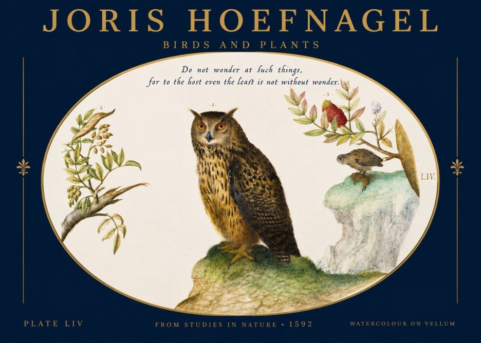 Joris Hoefnagel Bird Study Plate Liv No3 - Plakát
