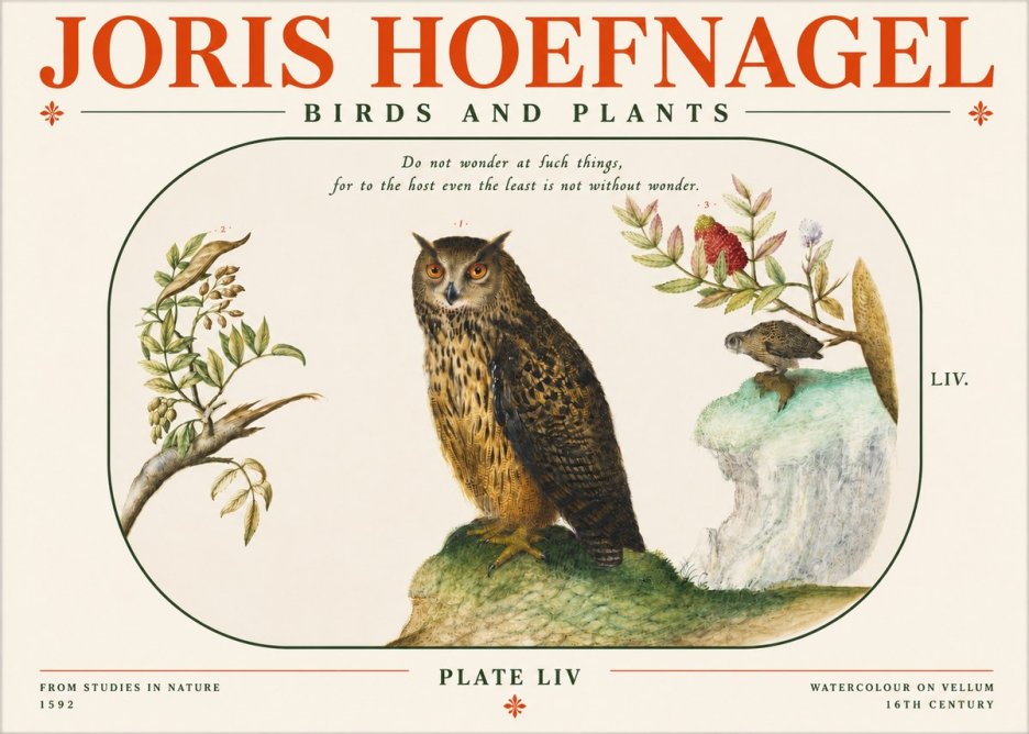 Joris Hoefnagel Bird Study Plate Liv No4 - Plakát