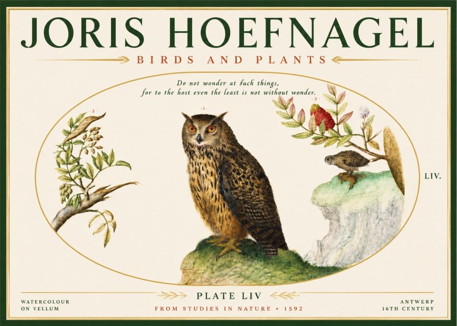 Joris Hoefnagel Bird Study Plate Liv No5 - Plakát