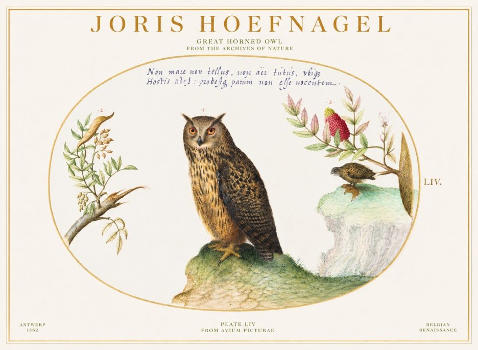 Joris Hoefnagel Bird Study Plate Liv No6 - Plakát