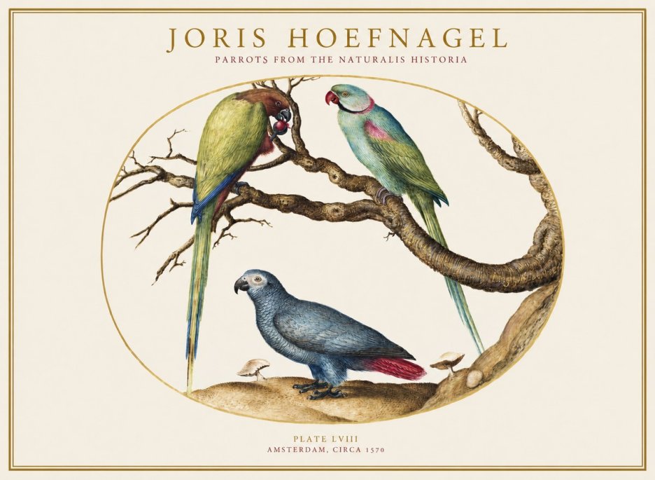 Joris Hoefnagel Parrots from the Naturalis Historia No1 - Plakát