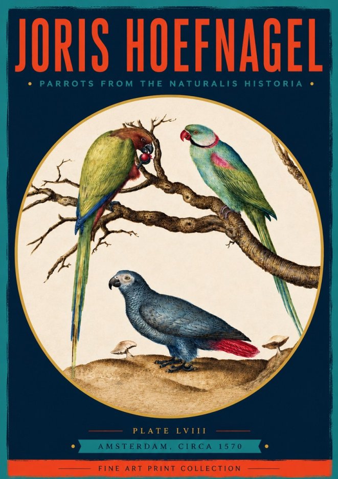 Joris Hoefnagel Parrots from the Naturalis Historia No3 - Plakát