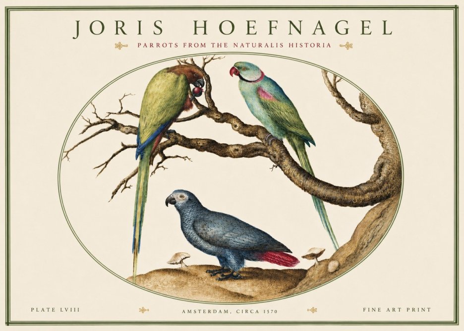 Joris Hoefnagel Parrots from the Naturalis Historia No4 - Plakát