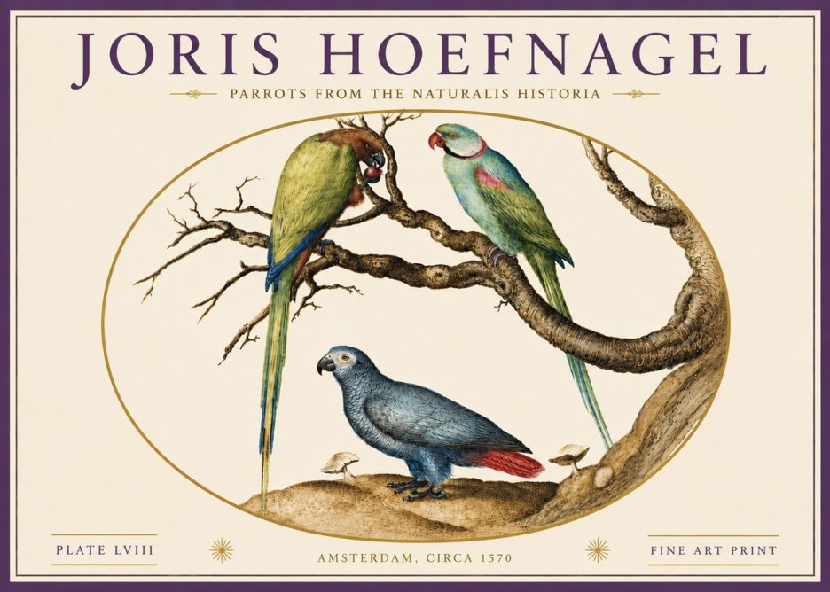Joris Hoefnagel Parrots from the Naturalis Historia No6 - Plakát