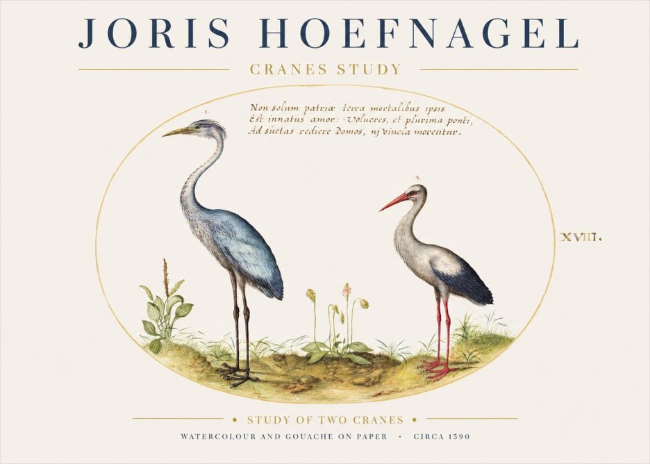 Joris Hoefnagel Study of Two Cranes No1 - Plakát