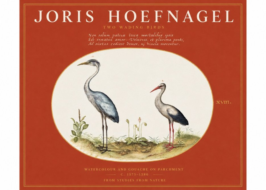 Joris Hoefnagel Study of Two Cranes No3 - Plakát