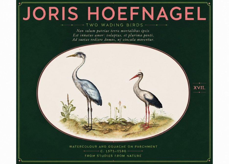 Joris Hoefnagel Study of Two Cranes No6 - Plakát