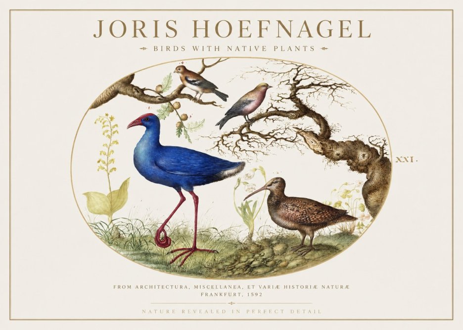 Joris Hoefnagel Birds with Native Plants No1 - Plakát