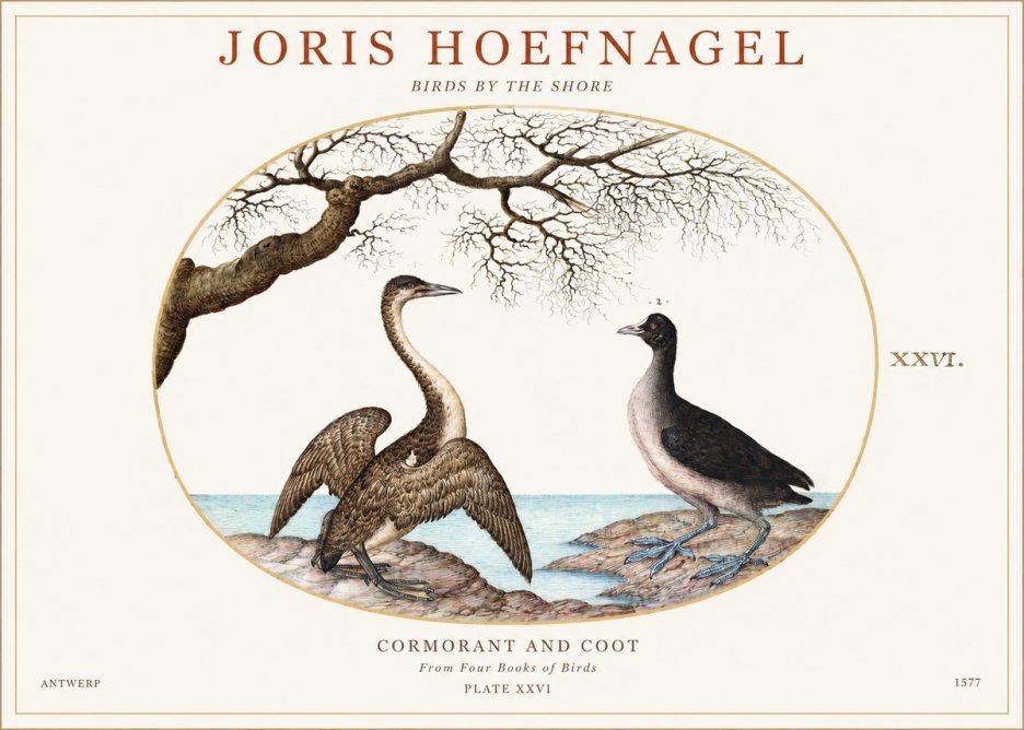 Joris Hoefnagel Cormorant and Coot No1 - Plakát