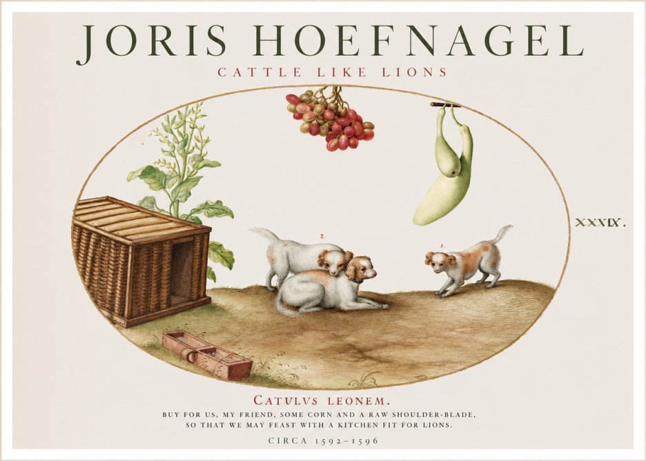 Joris Hoefnagel Cattle Like Lions No1 - Plakát