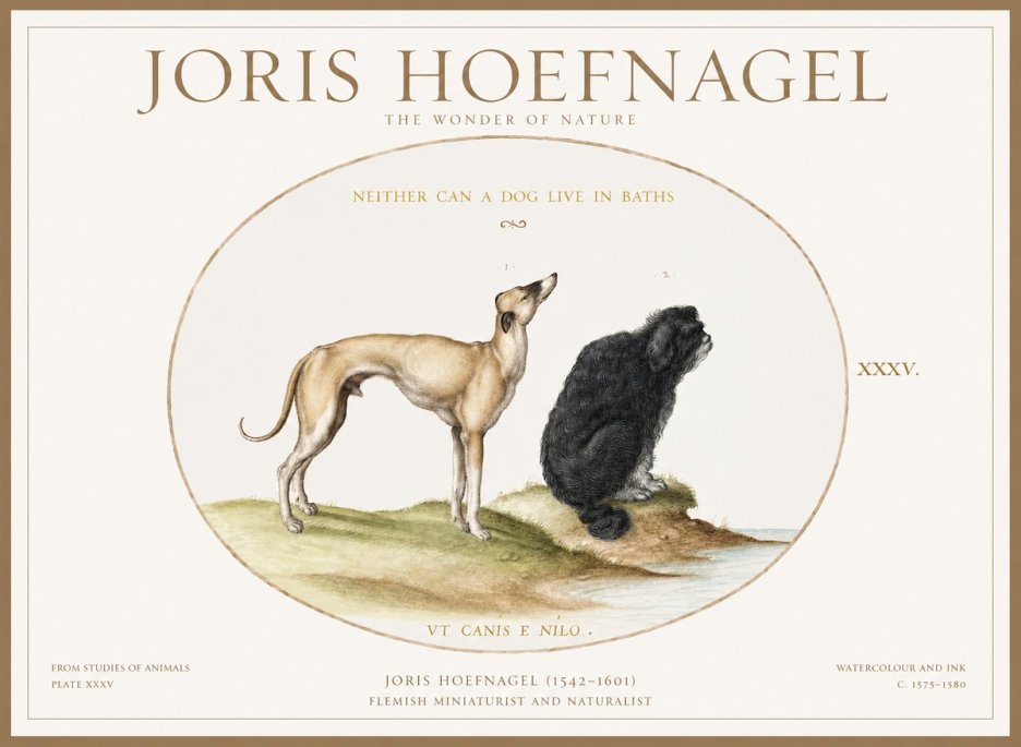 Joris Hoefnagel Neither Can a Dog Live in Baths No1 - Plakát