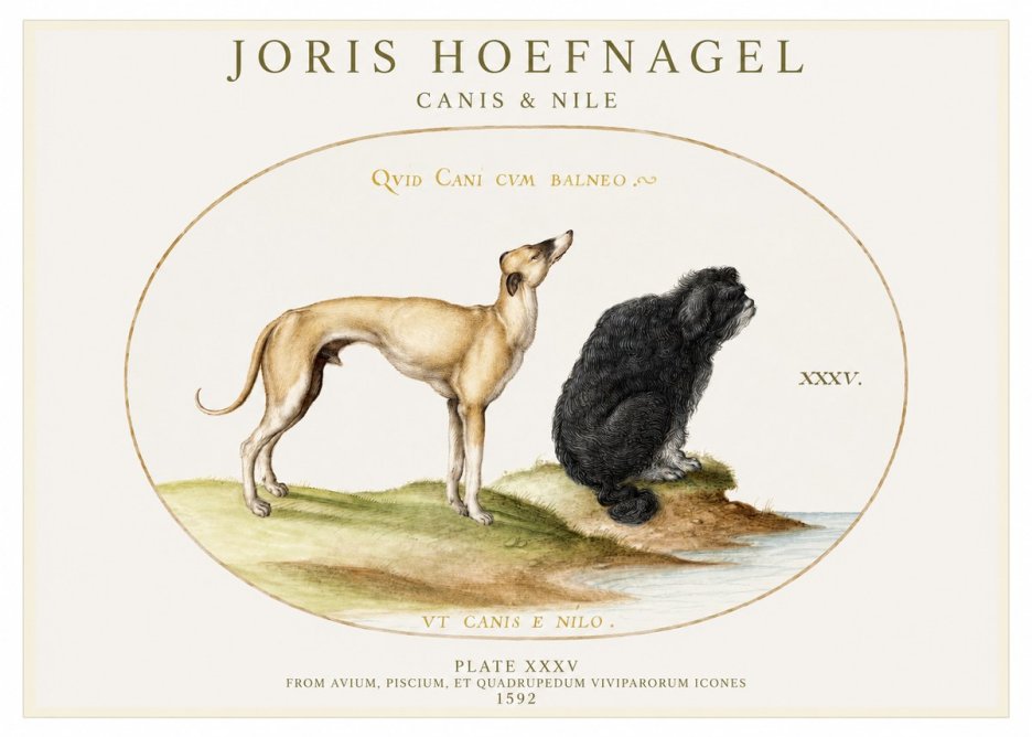 Joris Hoefnagel Neither Can a Dog Live in Baths No2 - Plakát