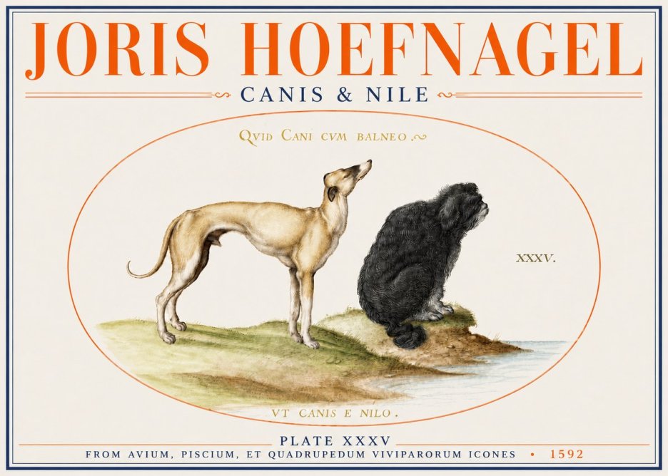 Joris Hoefnagel Neither Can a Dog Live in Baths No4 - Plakát