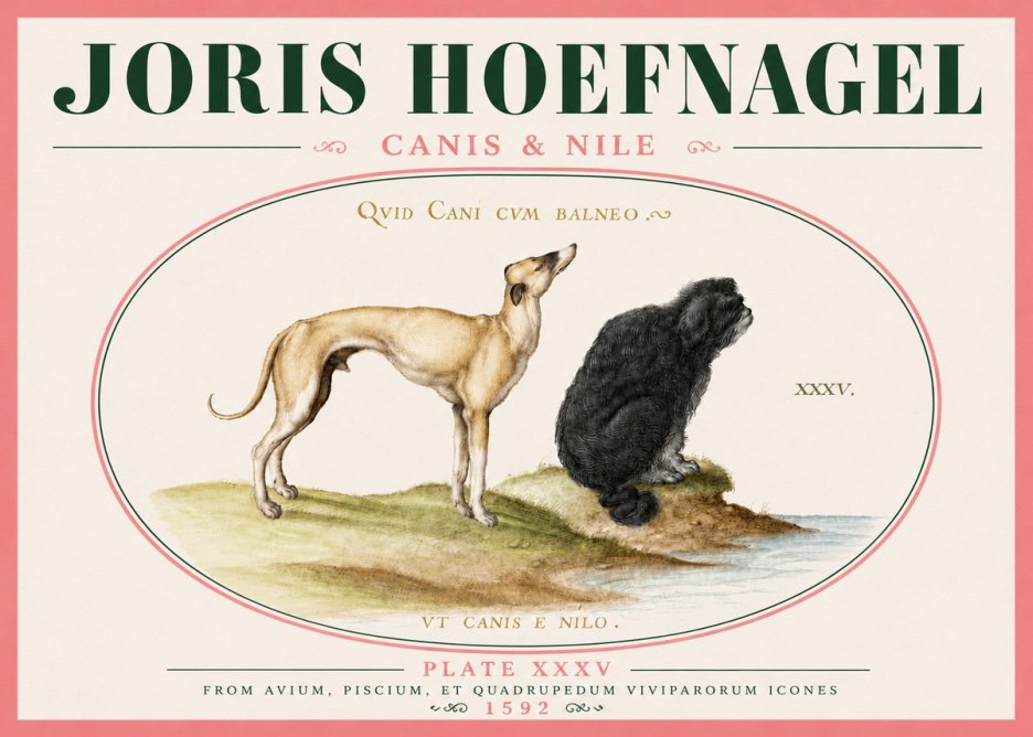 Joris Hoefnagel Neither Can a Dog Live in Baths No6 - Plakát