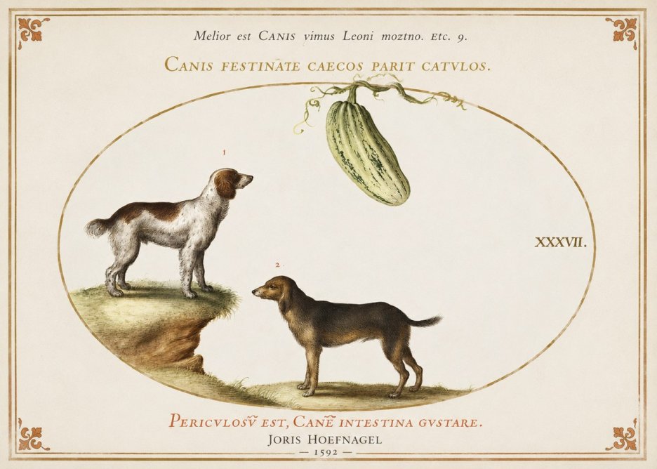 Joris Hoefnagel Canis Festinas Caecos Parit Catulos No3 - Plakát