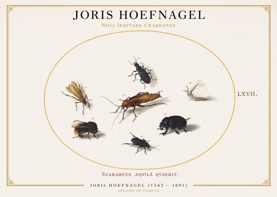 Joris Hoefnagel Scarabeus Aqvilä Qvaerit. No1 - Plakát