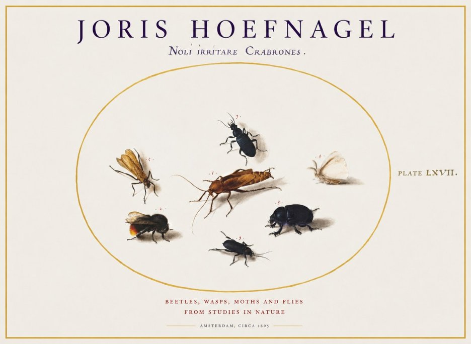 Joris Hoefnagel Scarabeus Aqvilä Qvaerit. No2 - Plakát