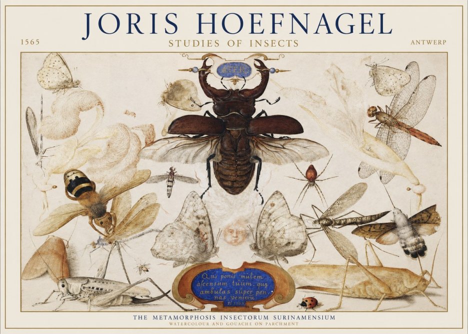 Joris Hoefnagel Studies of Insects I No1 - Plakát