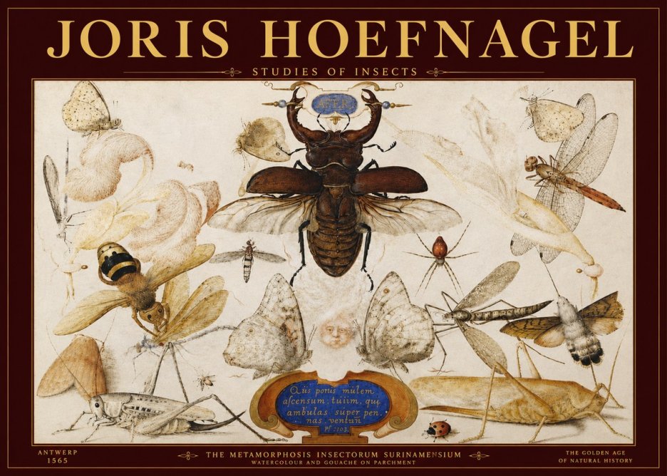 Joris Hoefnagel Studies of Insects I No3 - Plakát