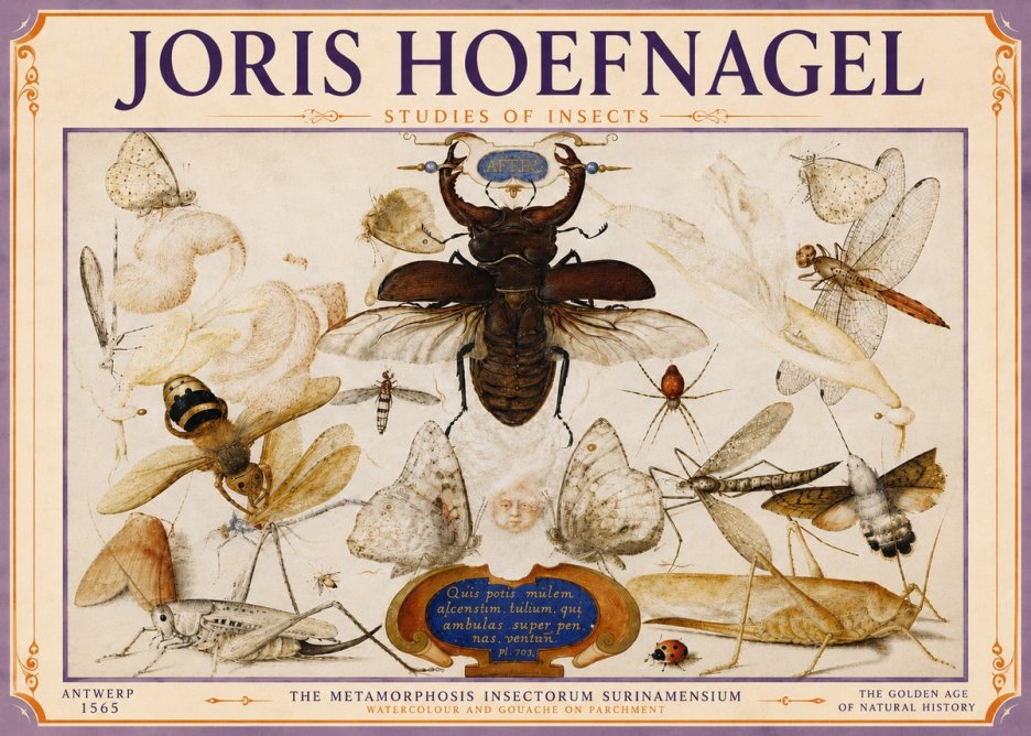 Joris Hoefnagel Studies of Insects I No6 - Plakát