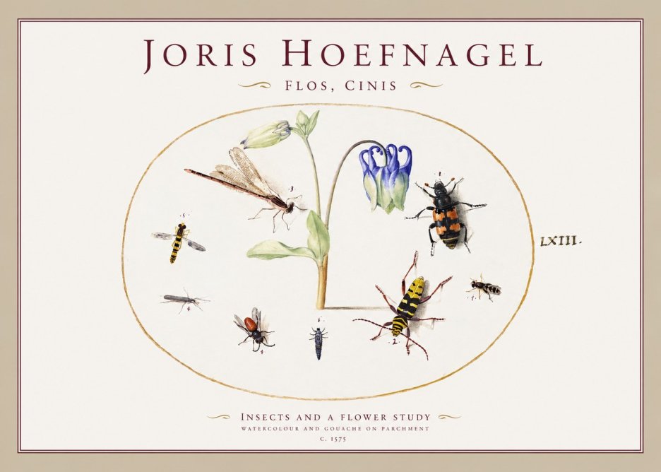 Joris Hoefnagel Insects and a Flower Study No1 - Plakát