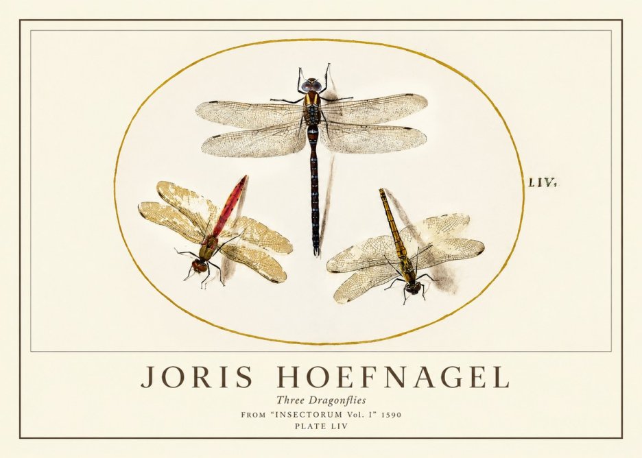 Joris Hoefnagel Three Dragonflies No1 - Plakát