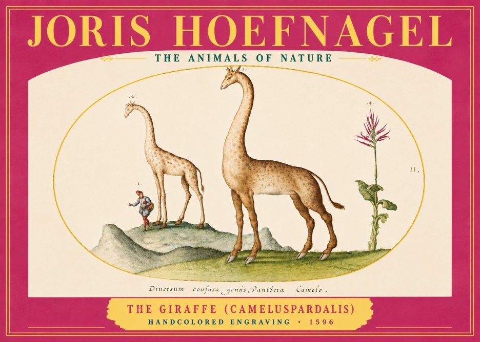 Joris Hoefnagel The Giraffe (Cameluspardalis) No4 - Plakát