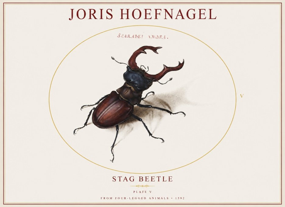 Joris Hoefnagel Stag Beetle No1 - Plakát
