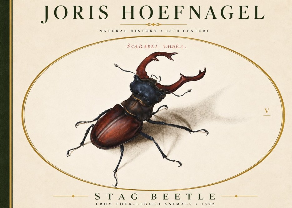 Joris Hoefnagel Stag Beetle No4 - Plakát