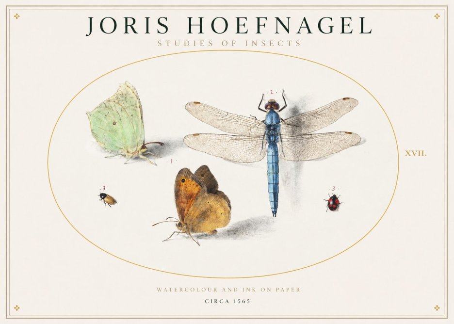 Joris Hoefnagel A Study of Butterflies, Dragonflies and Beetles No2 - Plakát