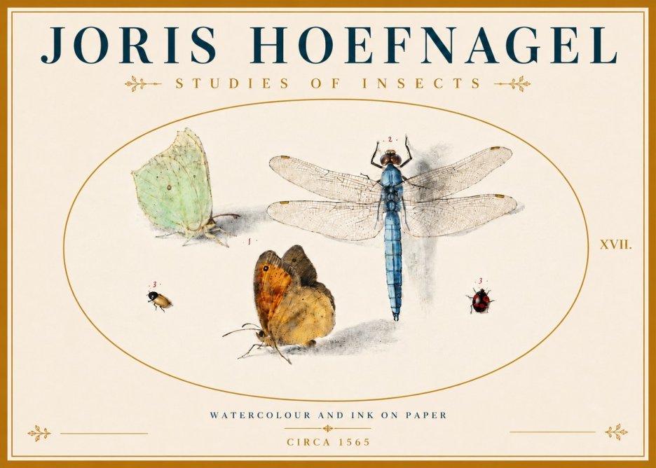 Joris Hoefnagel A Study of Butterflies, Dragonflies and Beetles No6 - Plakát