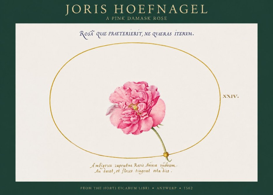 Joris Hoefnagel A Pink Damask Rose No1 - Plakát