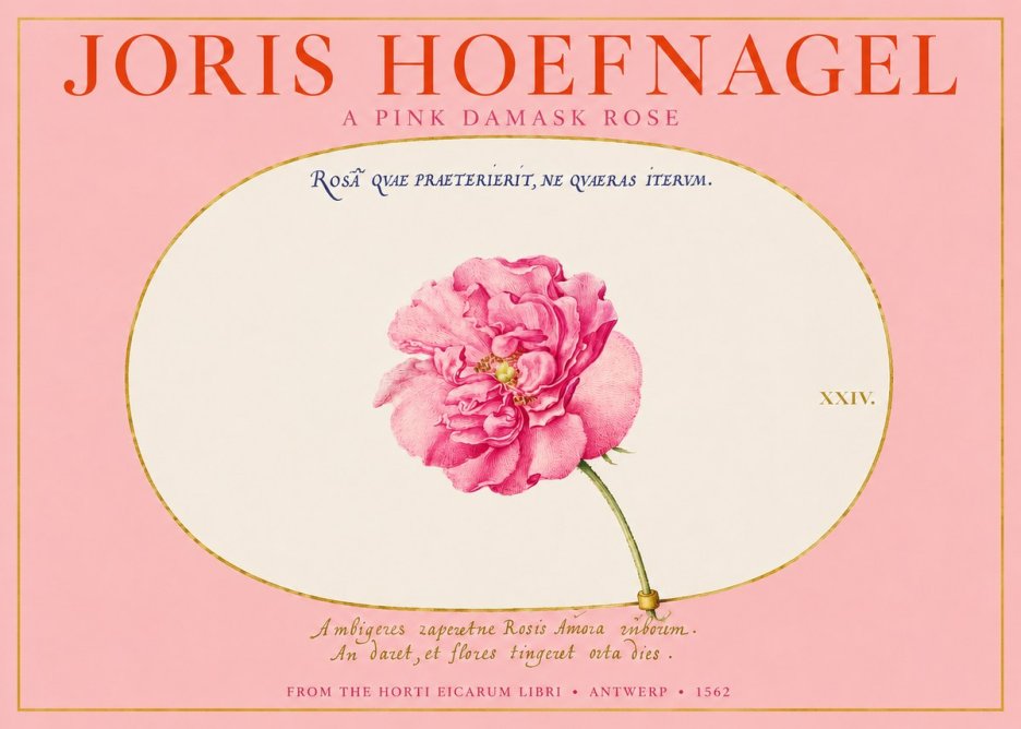 Joris Hoefnagel A Pink Damask Rose No2 - Plakát