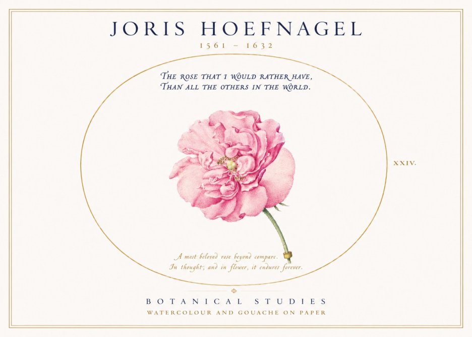 Joris Hoefnagel A Pink Damask Rose No3 - Plakát