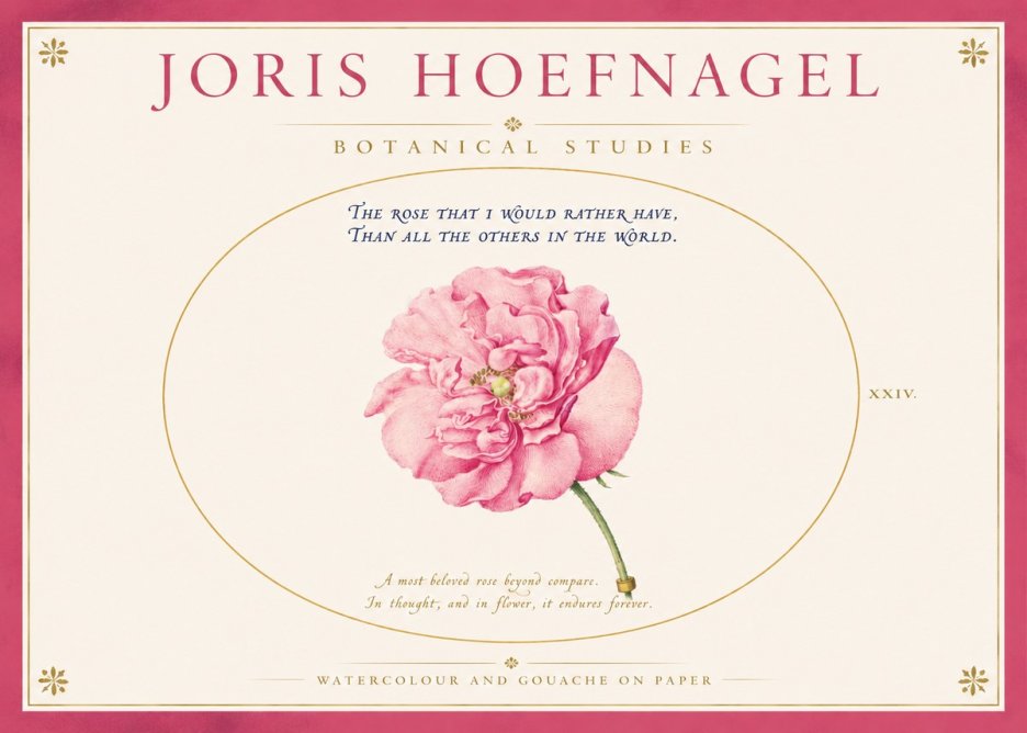 Joris Hoefnagel A Pink Damask Rose No4 - Plakát