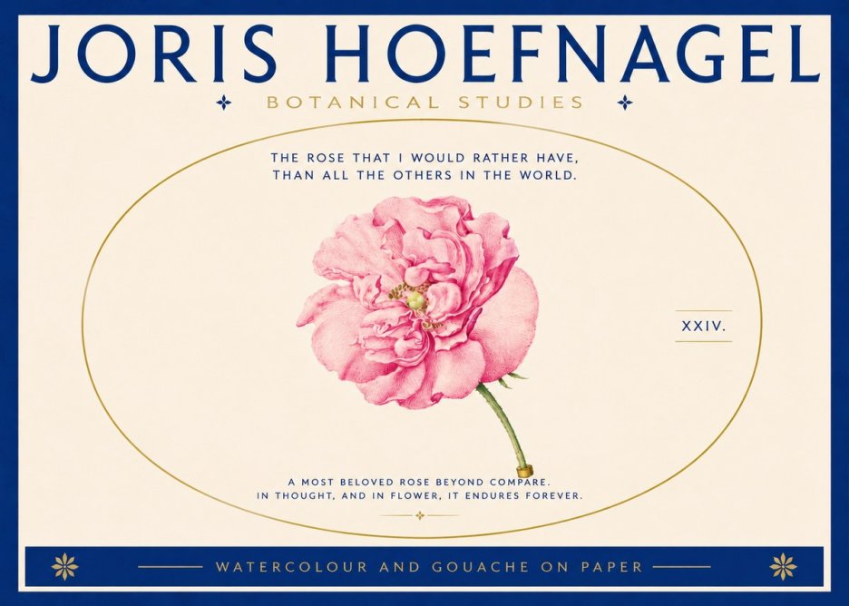Joris Hoefnagel A Pink Damask Rose No5 - Plakát