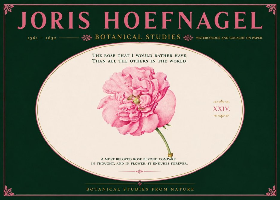 Joris Hoefnagel A Pink Damask Rose No6 - Plakát