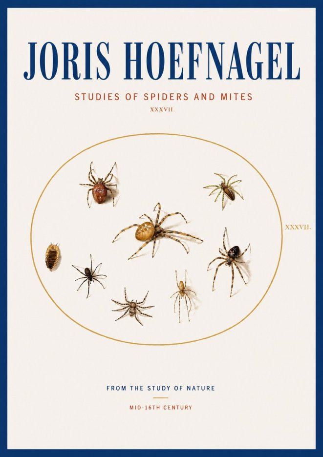 Joris Hoefnagel Study of Spiders and Mites - Plate Xxxvii. No4 - Plakát