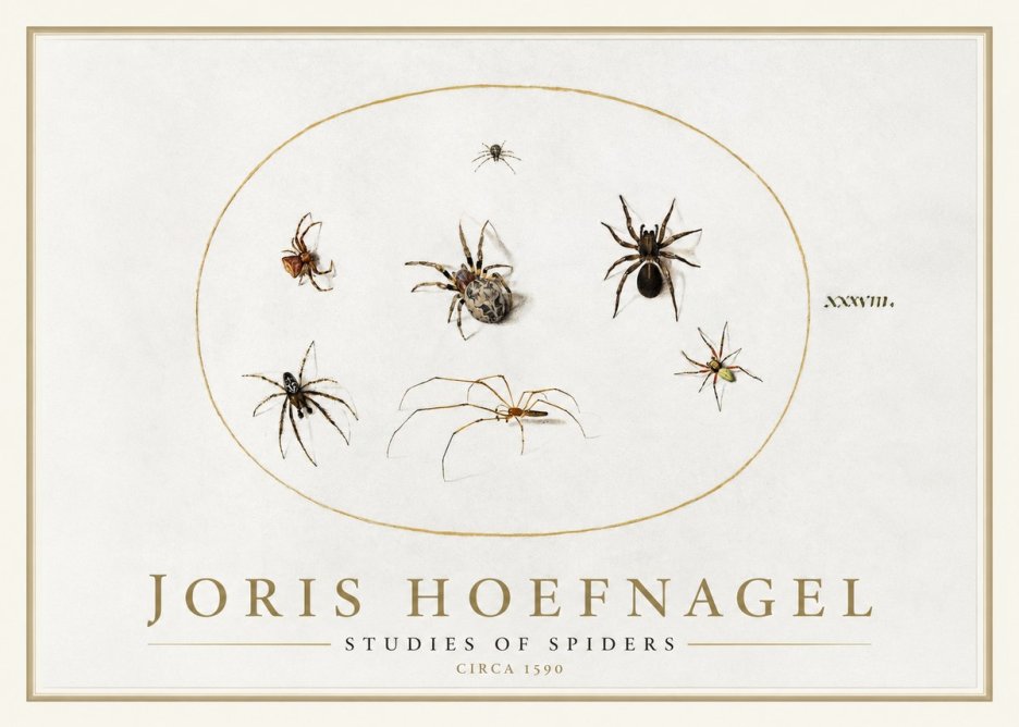Joris Hoefnagel Studies of Spiders I No1 - Plakát